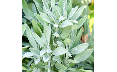 Adaçayı Faydaları ve Kullanım Şekilleri