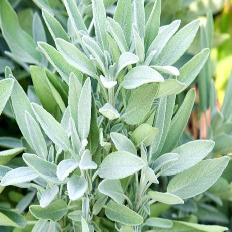 Adaçayı 50 Gr