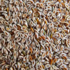 Karnıyarık Otu Tohumu Tozu 100 Gr