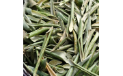 Zeytin Yağrağı Faydaları ve Kullanım Şekilleri