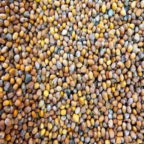 Siyah Turp Tohumu 100 Gr