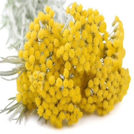 Altın Otu (Ölmez Çiçek – Ölümsüz Çiçek) 50 Gr